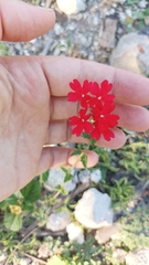 Glandularia peruviana