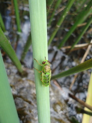 Odontomyia cincta