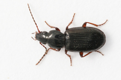 Pterostichus strenuus