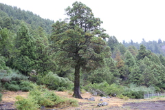 Austrocedrus chilensis