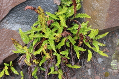 Polystichum andinum