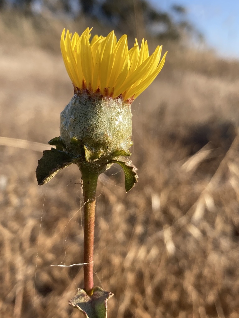 Haplopappus decurrens