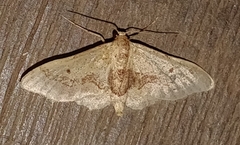 Idaea elata