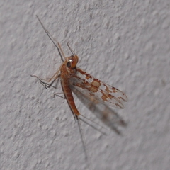 Callibaetis