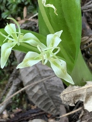 Scoliopus bigelovii