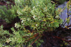 Gaultheria poeppigii