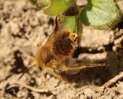 Andrena taraxaci