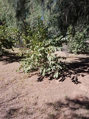 Quercus oblongifolia