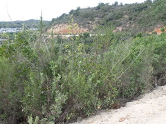 Anginon difforme