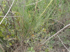Anginon difforme