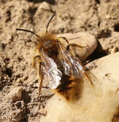 Andrena taraxaci