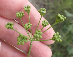 Anginon difforme