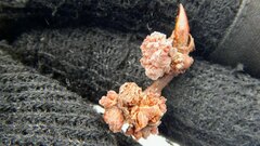 Aceria parapopuli
