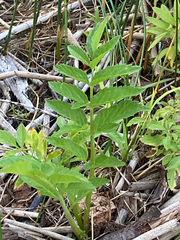 Cicuta douglasii