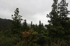 Austrocedrus chilensis