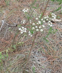 Lichtensteinia interrupta