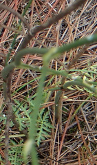 Lichtensteinia interrupta