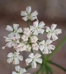 Lichtensteinia interrupta
