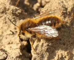 Andrena taraxaci