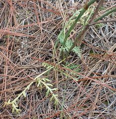 Lichtensteinia interrupta