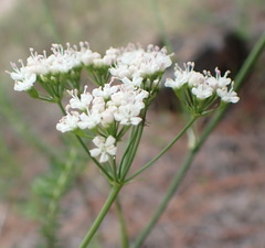 Lichtensteinia interrupta