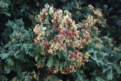 Austrocedrus chilensis