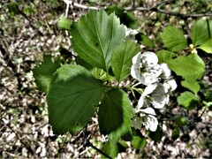Crataegus chrysocarpa chrysocarpa