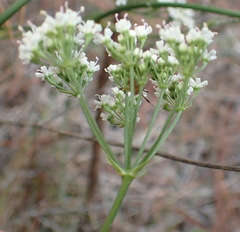 Lichtensteinia interrupta