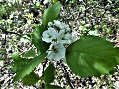 Crataegus chrysocarpa chrysocarpa