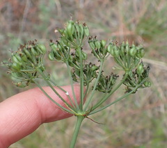 Lichtensteinia interrupta