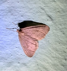 Operophtera brumata