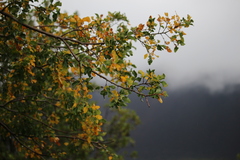 Nothofagus obliqua