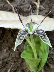 Scoliopus bigelovii