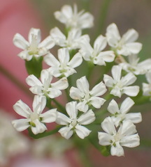 Lichtensteinia interrupta