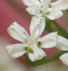 Lichtensteinia interrupta