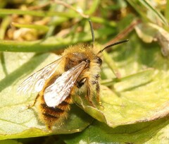 Andrena taraxaci
