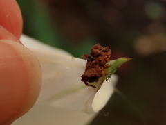 Stephanopis altifrons