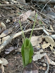 Scoliopus bigelovii