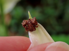 Stephanopis altifrons