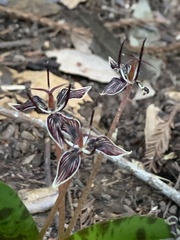 Scoliopus bigelovii