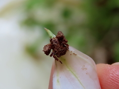 Stephanopis altifrons