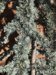 Cedrus atlantica