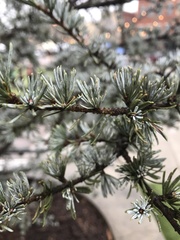 Cedrus atlantica