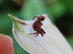 Stephanopis altifrons