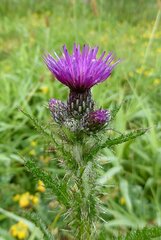 Cirsium palustre