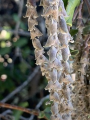 Garrya elliptica