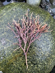 Calliarthron tuberculosum