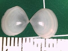 Abra aequalis