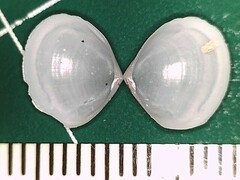 Abra aequalis