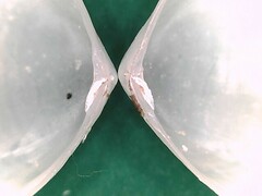 Abra aequalis